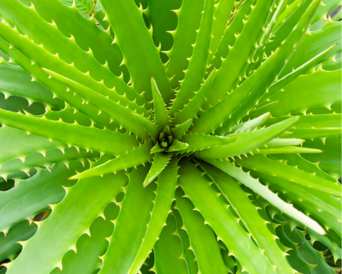 aloe-vera-ingredient-phare.png aloe-vera-ingredient-phare.png