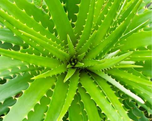 aloe-vera-ingredient-phare.png